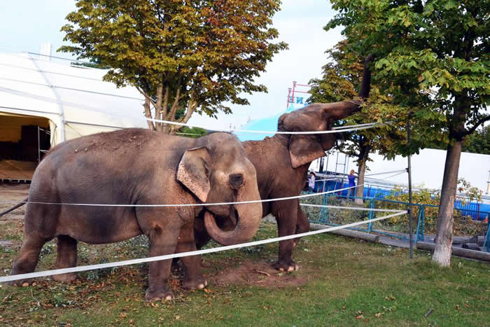 Elephants in the circus