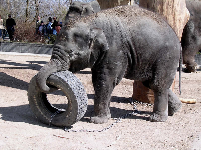 Young elephant Chandra struggles with the car tire
