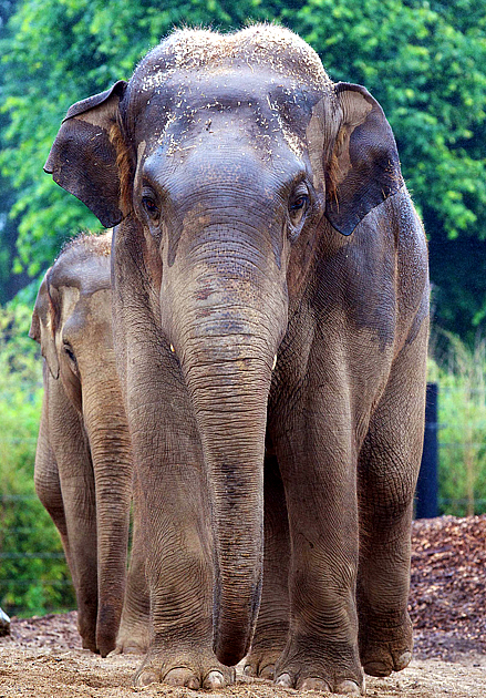 Upali in Chester Zoo