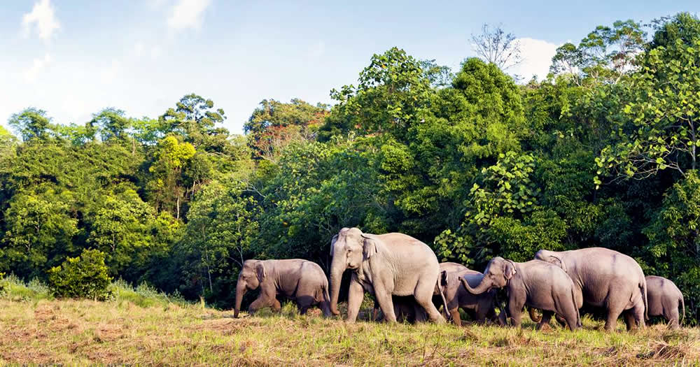 Asian elephant group 
