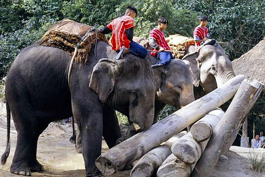 working elephants