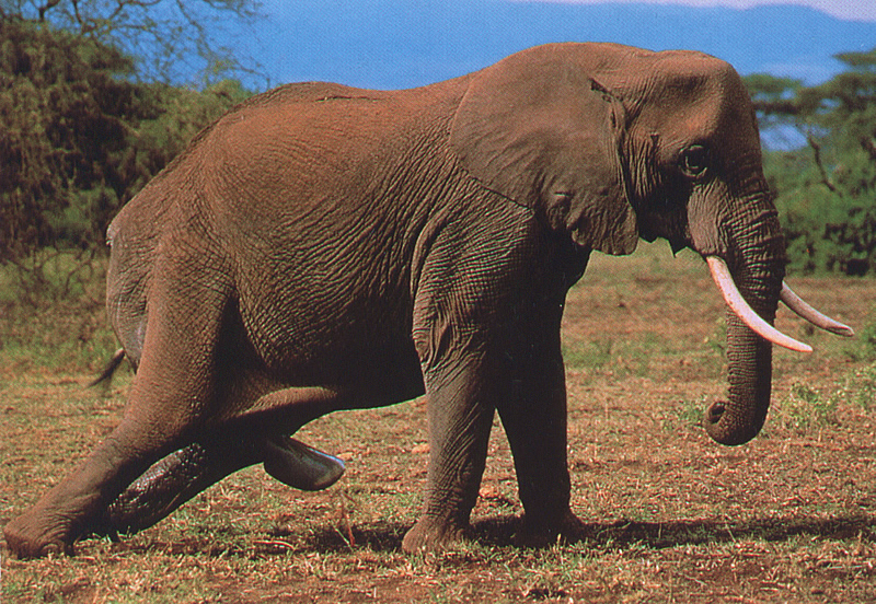 Birth of a wild african elephant