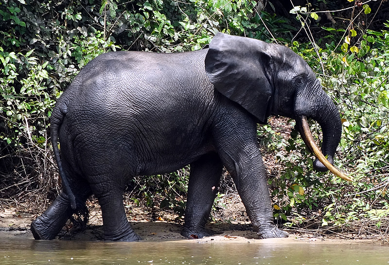 Forest or round ear elephant