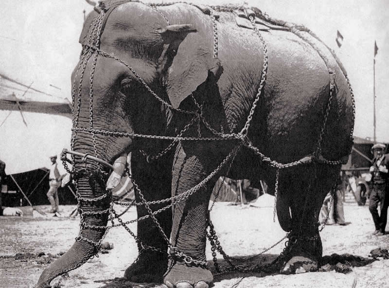 Tusko 1929 most famous elephant of America