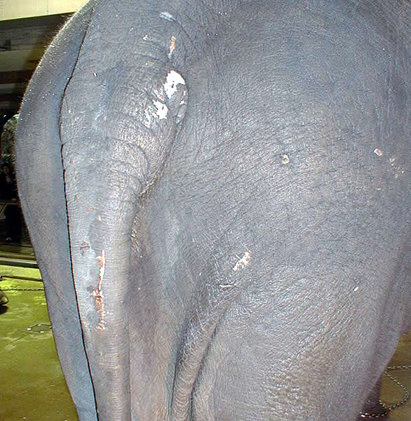 Injuries on the tail after quarreling