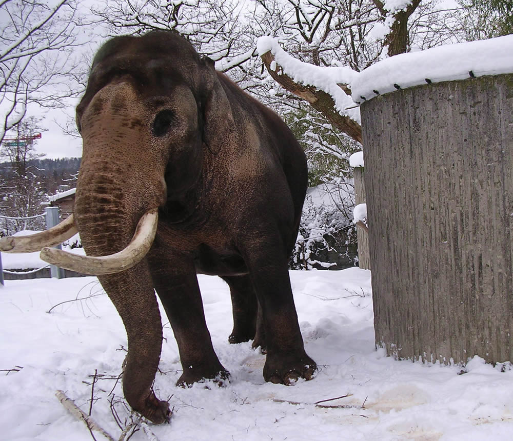 Elephant-bull Maxie in the snow