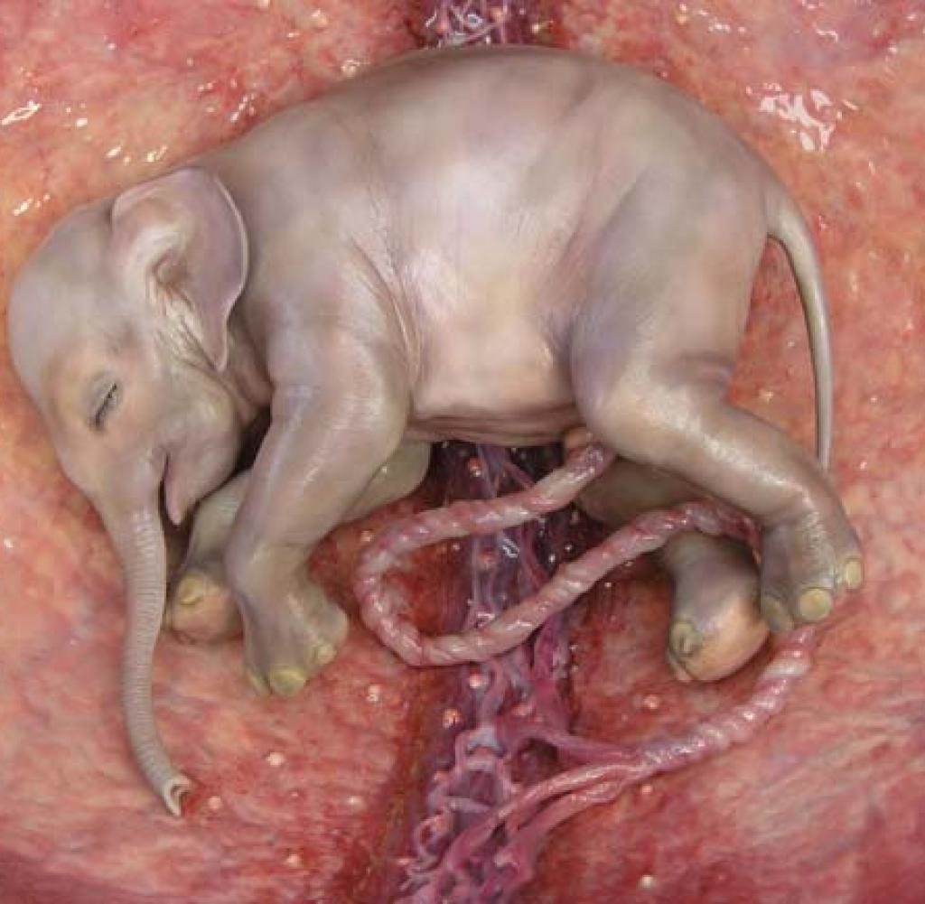 Elephants - Embryo in 12th month