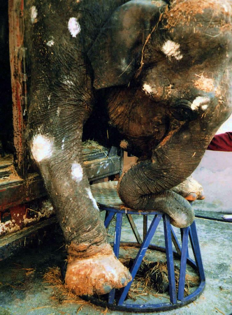 Elephant smallpox