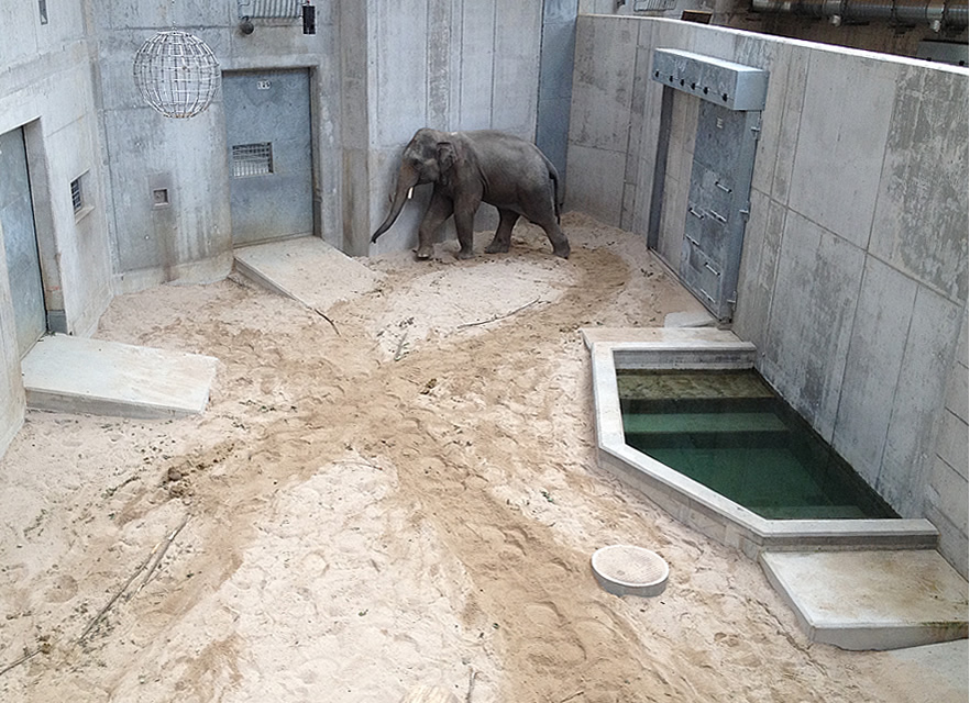 Stereotype of an elephant in a quarantine station of a zoo