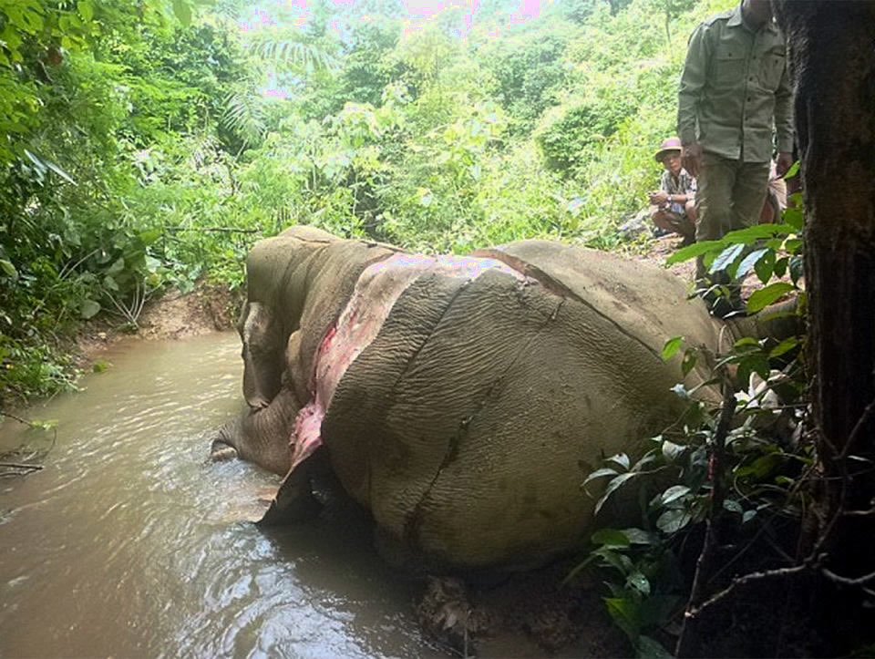 Asian elephants are being poached for their skin