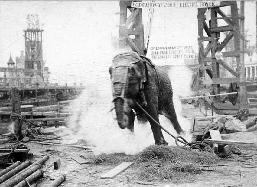 Topsy elephant death electrocution at luna park 1903