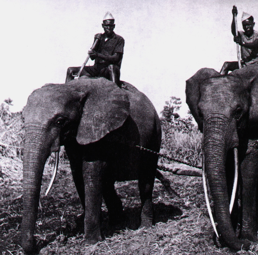 african working elephants