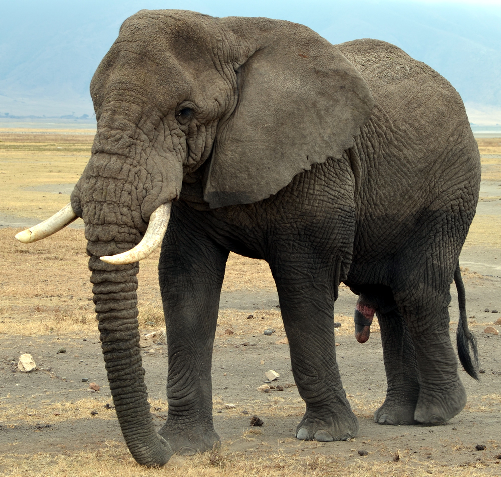 african elephantbull