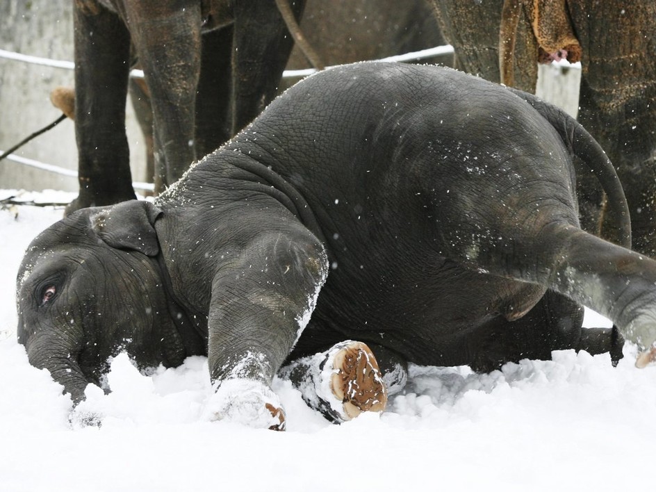 Young elephant wallows in the snow