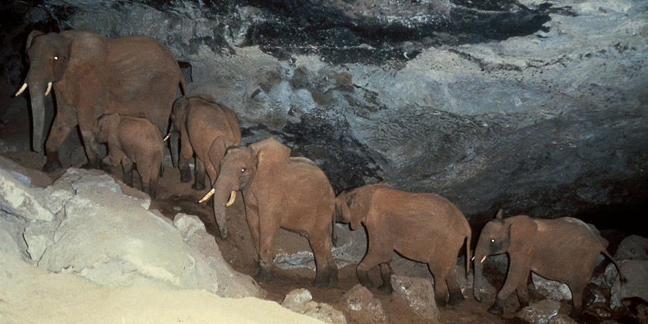 Elephants in Kenya use tusks to break down salt underground