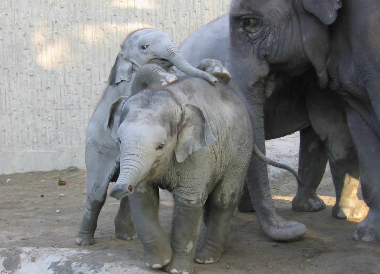 Playing elephant children