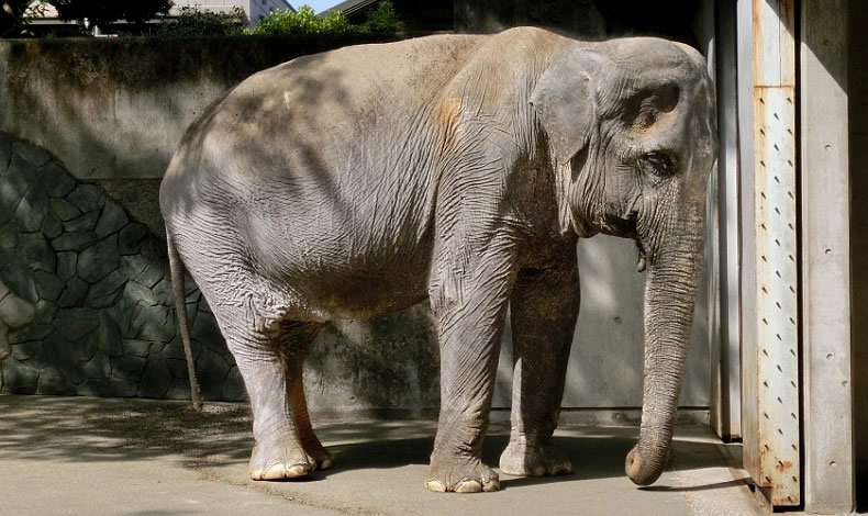 Hanako at Zoo Tokyo died in 2016 at the age of 69.