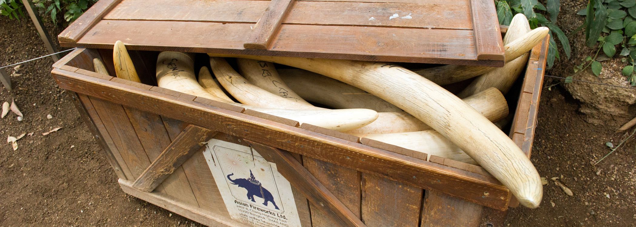 ivory smuggling