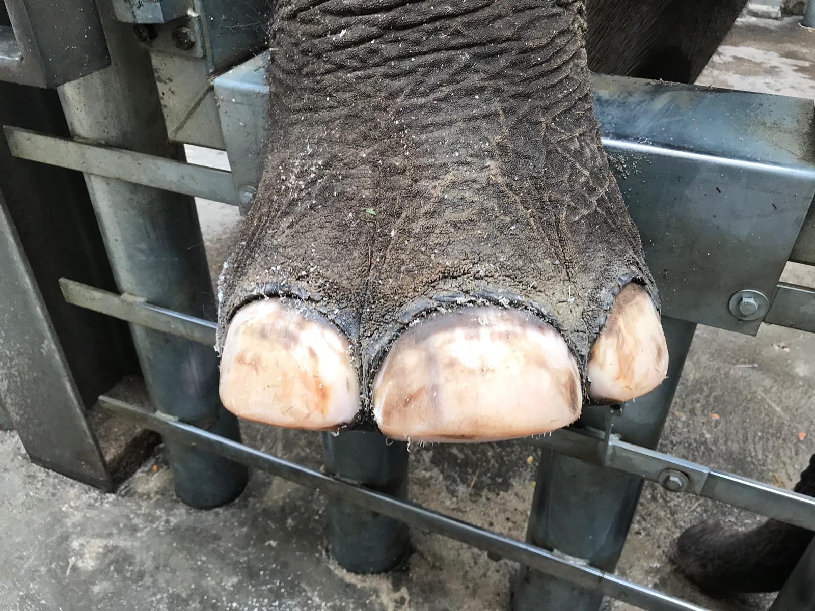 A very well maintained elephant foot