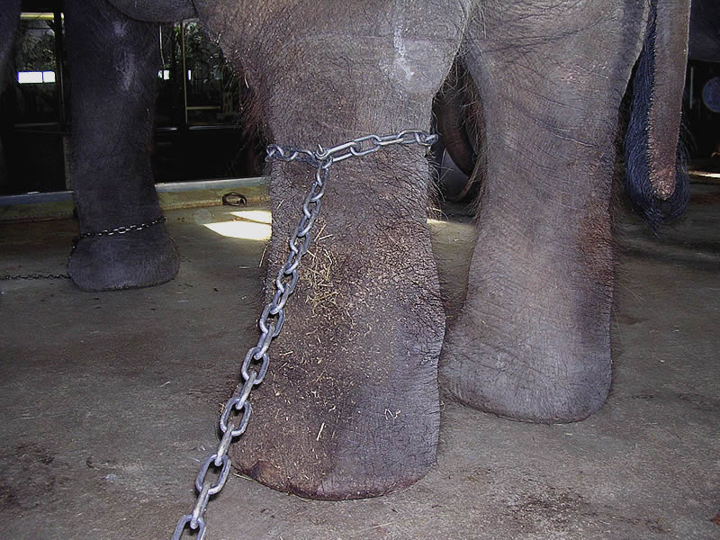 Chains at the hind leg