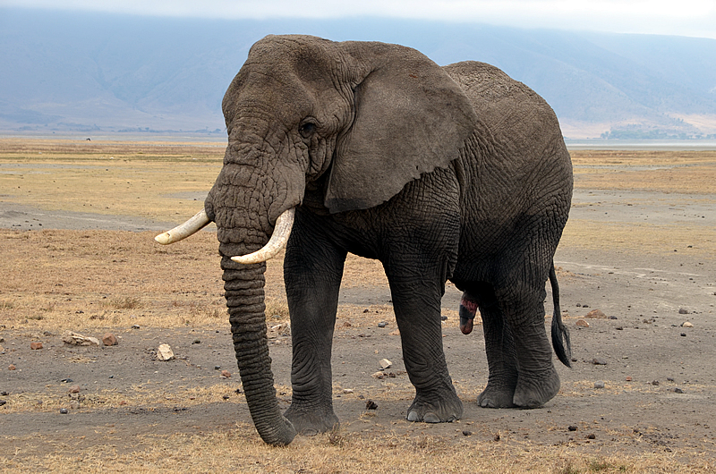 African steppe elephant