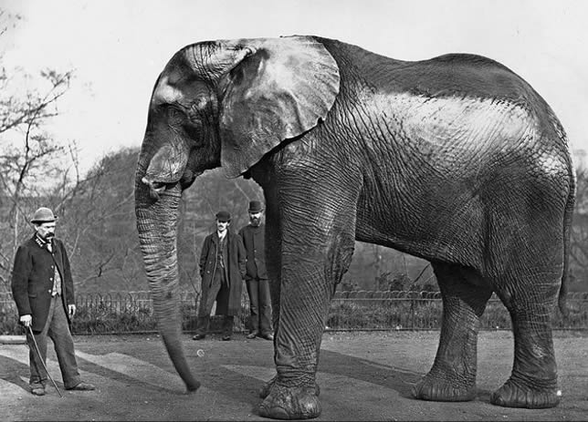 Jumbo african elephantbull