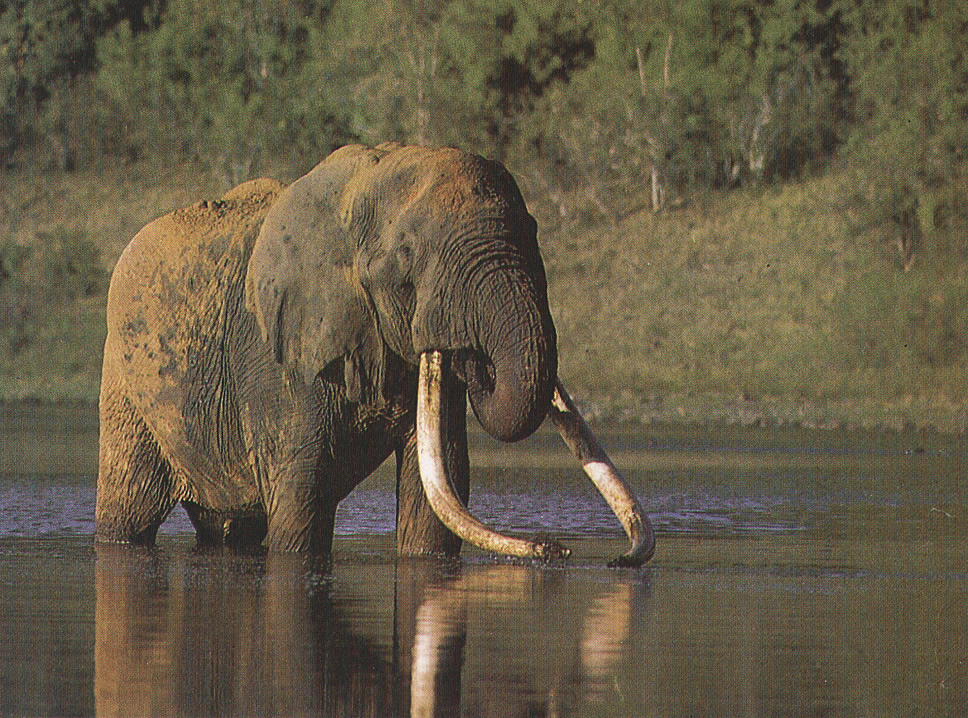 Old african elephant bull Achmet