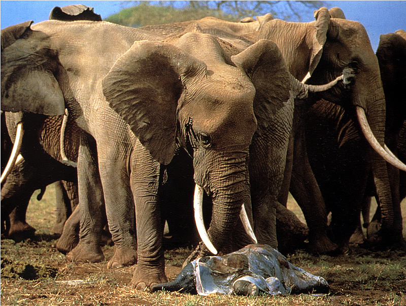 Birth of a wild african elephant