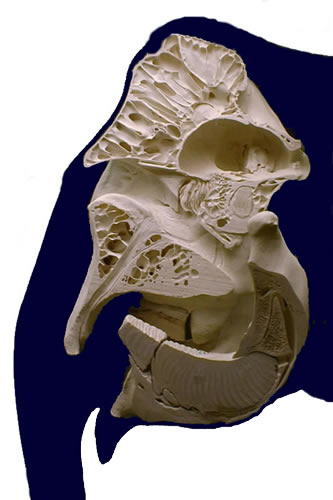 Skull of an Asian elephant