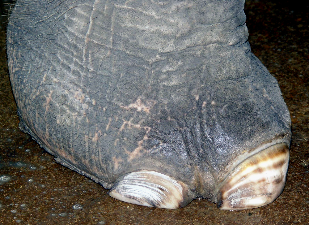 Very poorly maintained elephant foot