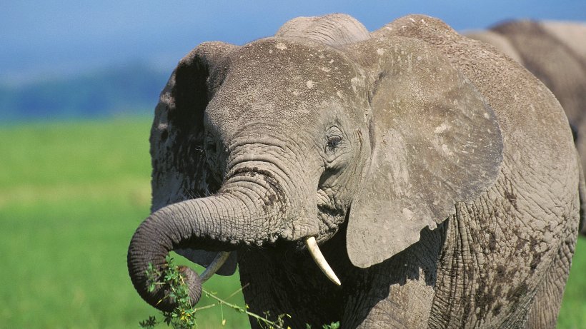 young african elephant trunk
