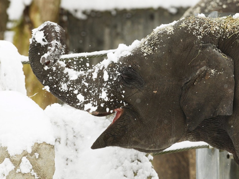 Young elephant playing with the snow