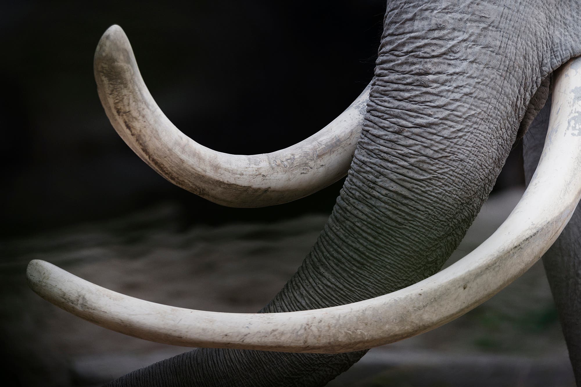 Tusks of the old elephant bull Maxie
