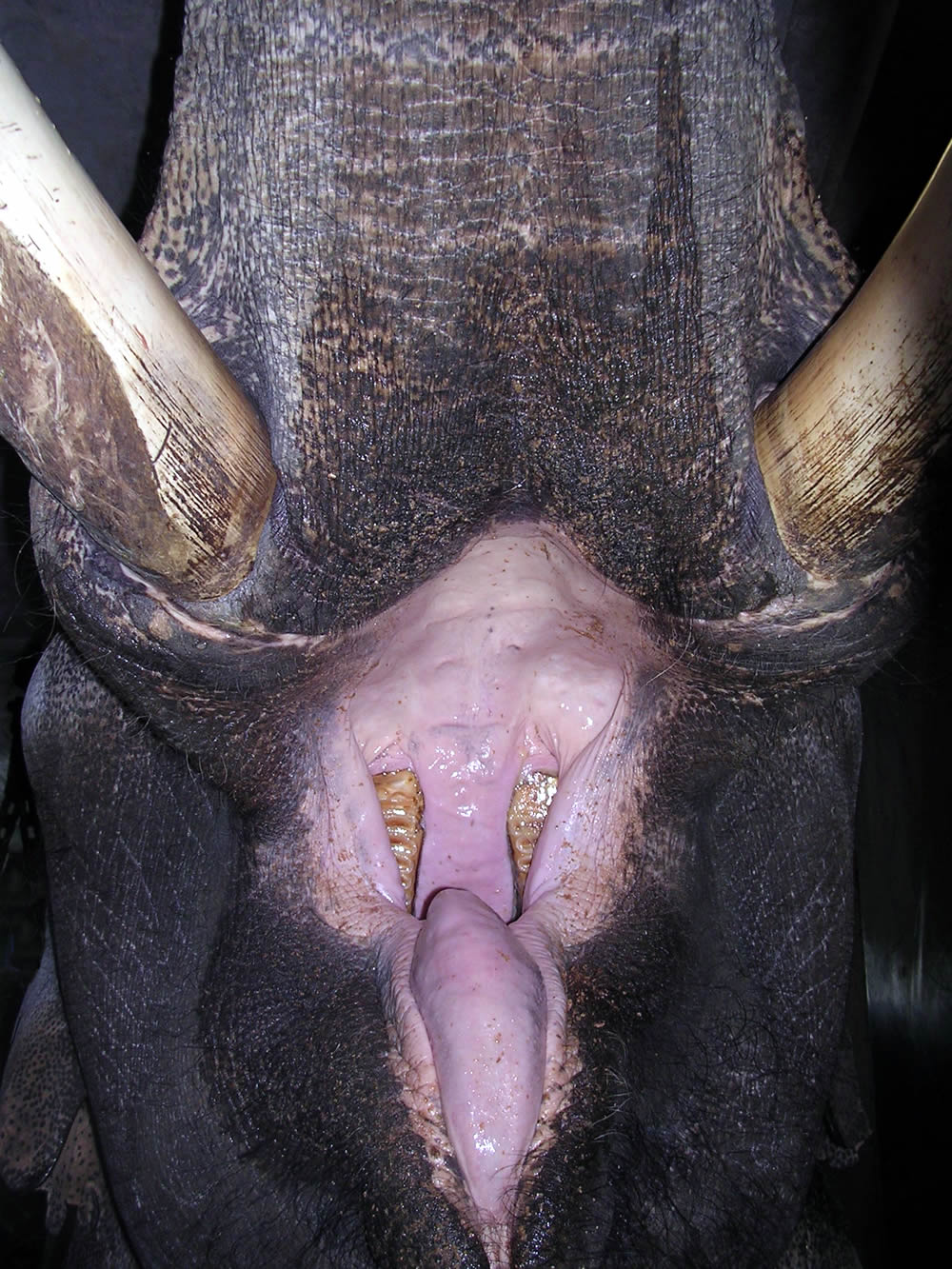 Open mouth of an elephant bull