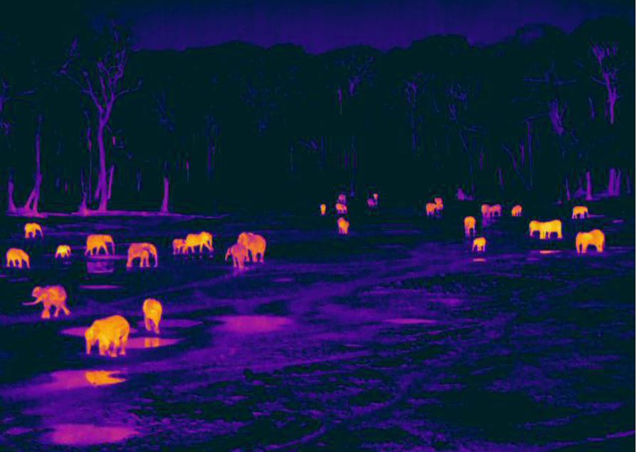 Forest elephants at night