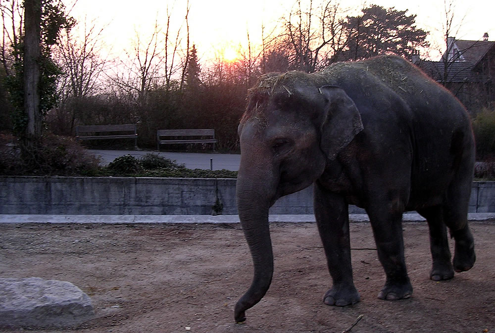 Sunrise at the zoo elephants